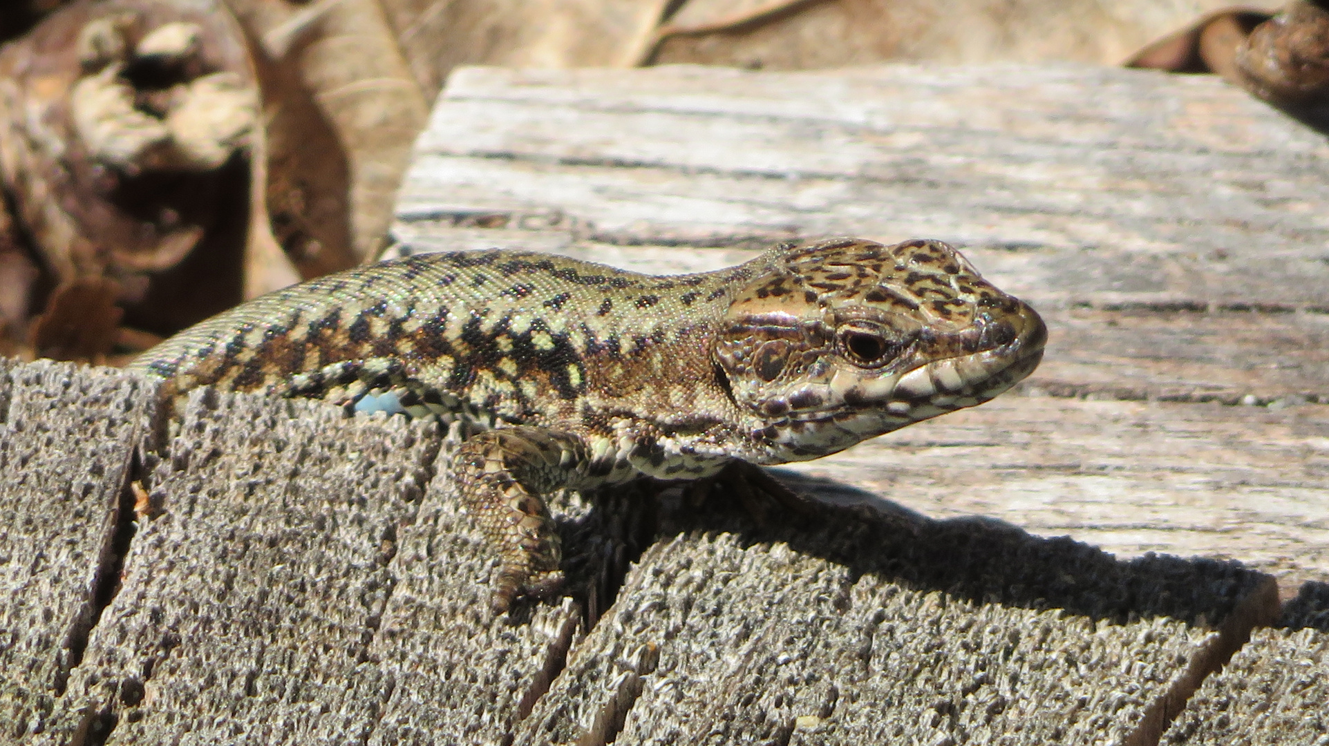 Holzterrassenbewohner..... Foto & Bild | tiere, wildlife, meer Bilder