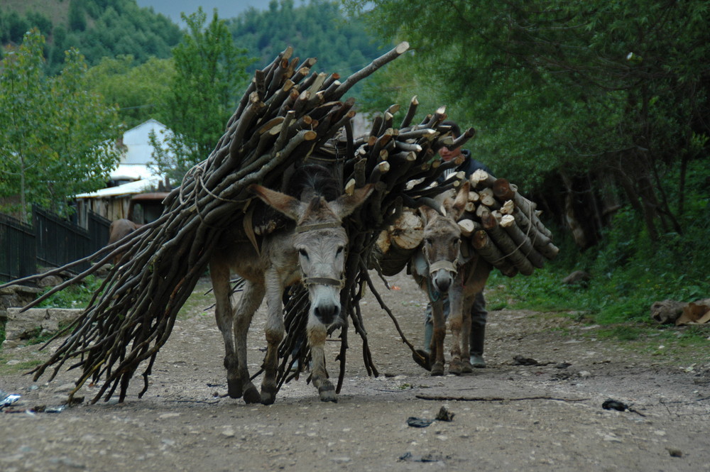 Holztransport