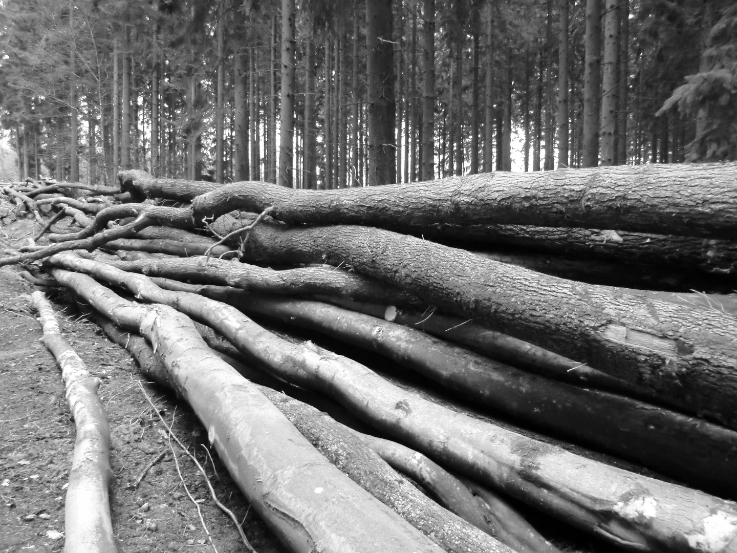 Holz,und Bäume