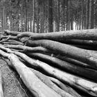 Holz,und Bäume