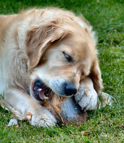 Holzverarbeitung ala Hund :)