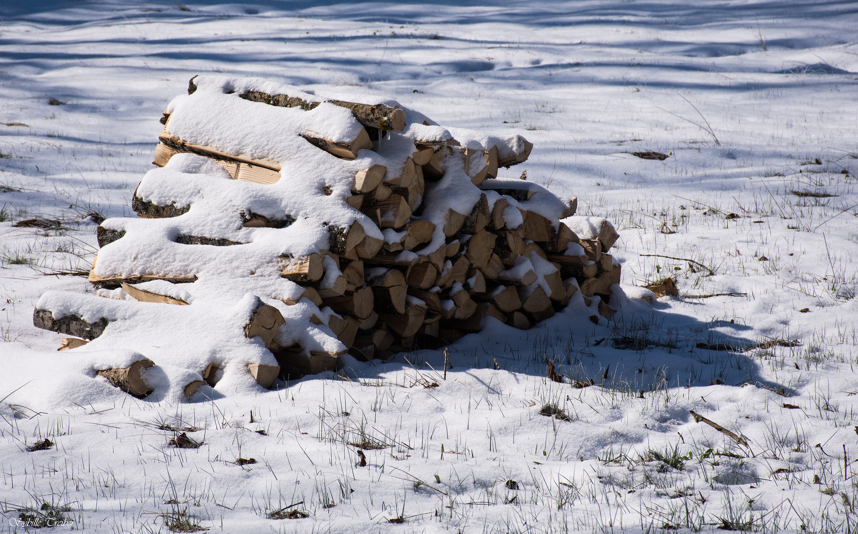 Holzvorrat