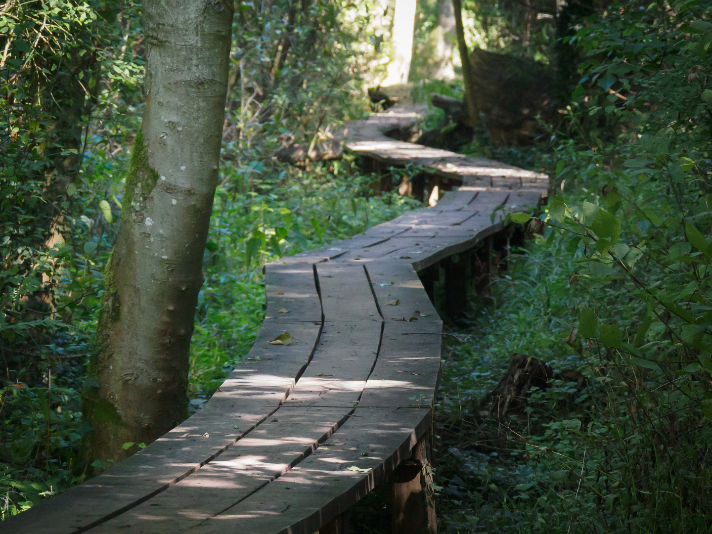 Holzweg