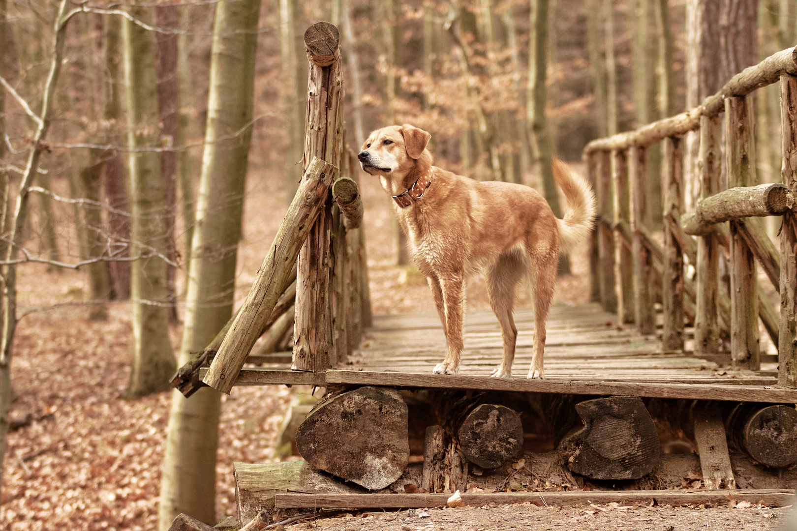 Holzweg