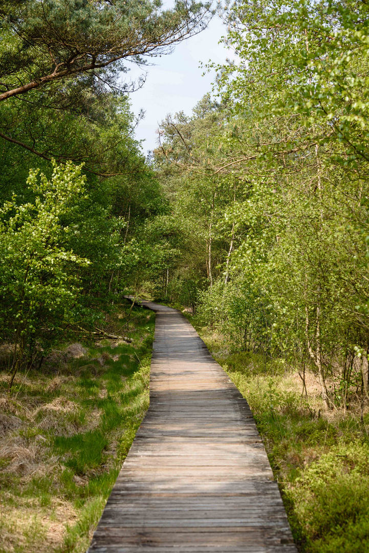 Holzweg durchs Pietzmoor