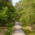 Holzweg durchs Pietzmoor