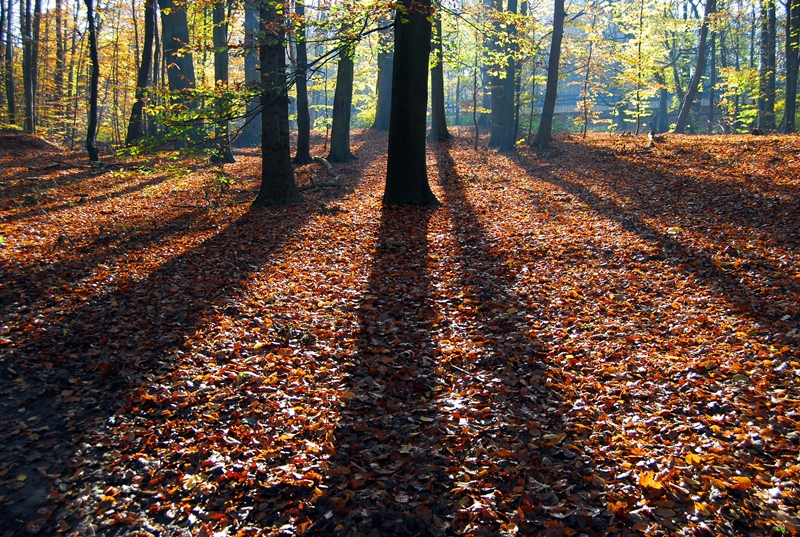 Holzweg II