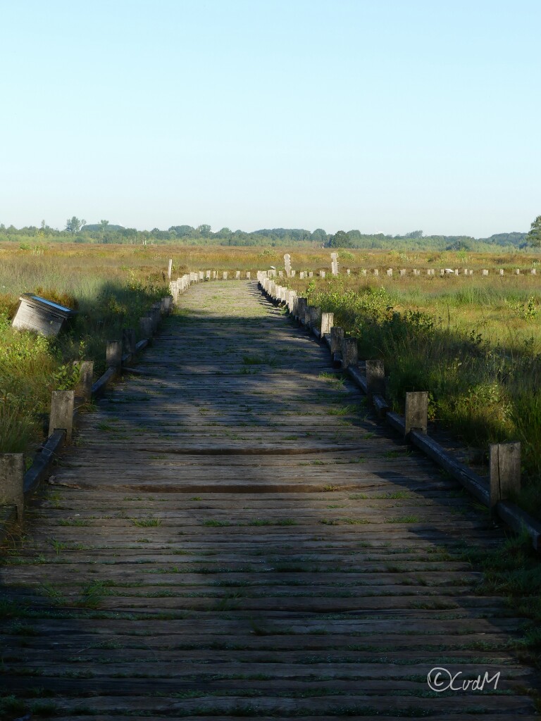 Holzweg ins große Torfmoor bei Hille