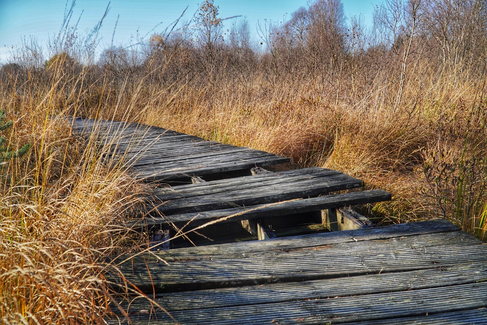 Holzweg Naturpfad Ahlenmoor