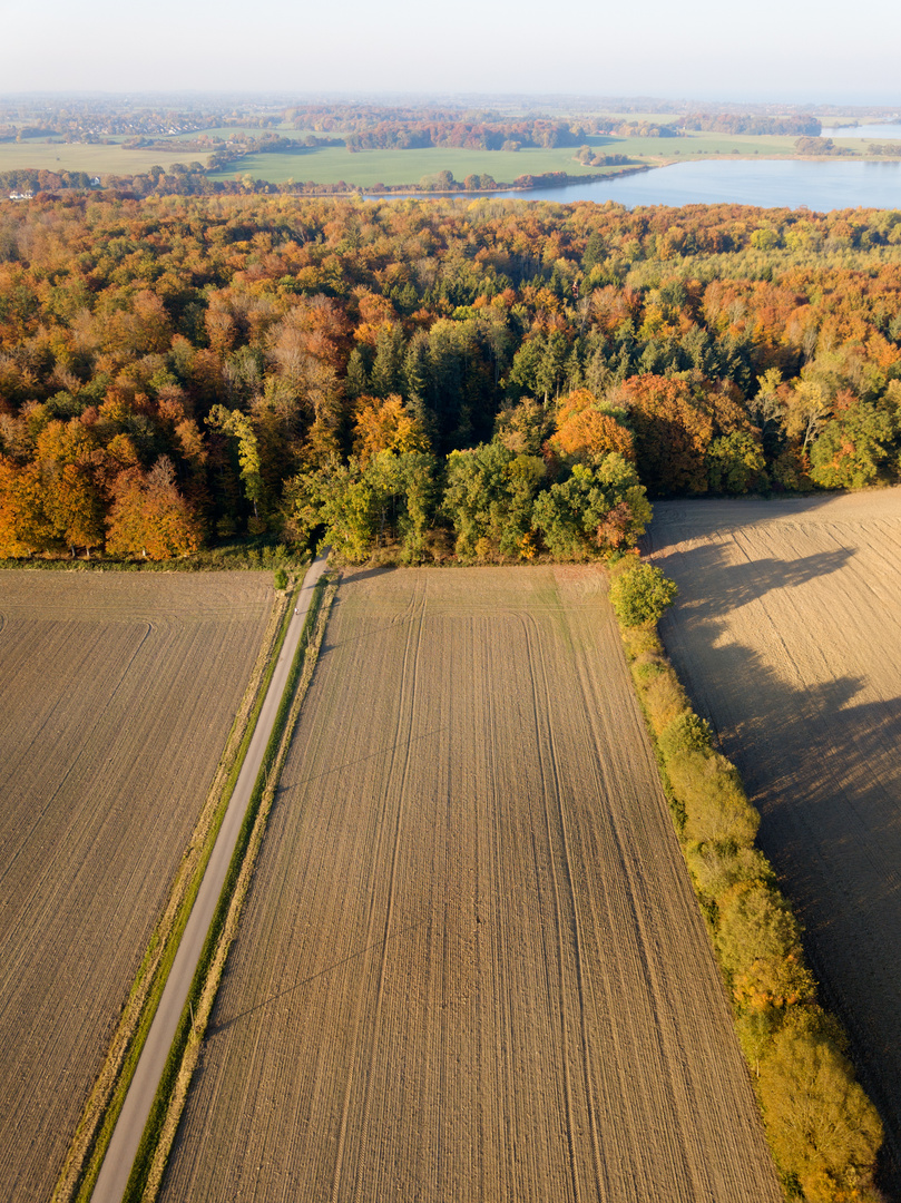 Holzweg zum Ellenberger Wald