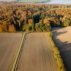 Holzweg zum Ellenberger Wald