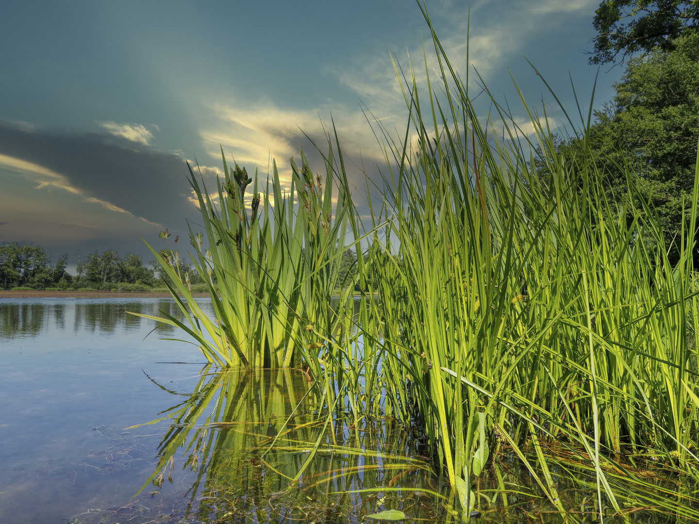 Holzweiher bei uns in der Gegend 2