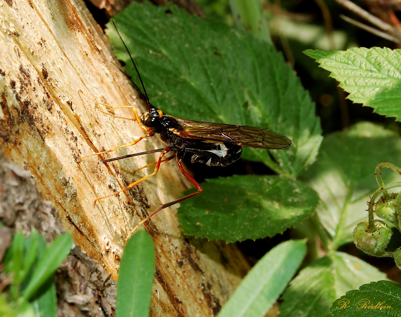 Holzwespen-Schlupfwespe?-