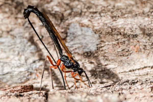 Holzwespen-Schlupfwespen