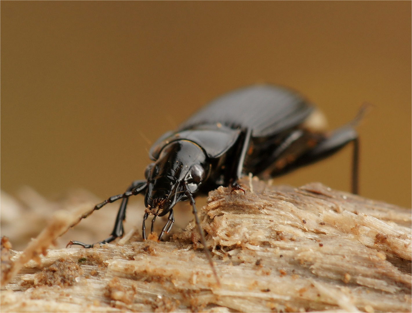 Holzwurm Foto Bild Tiere Wildlife Insekten Bilder Auf Fotocommunity