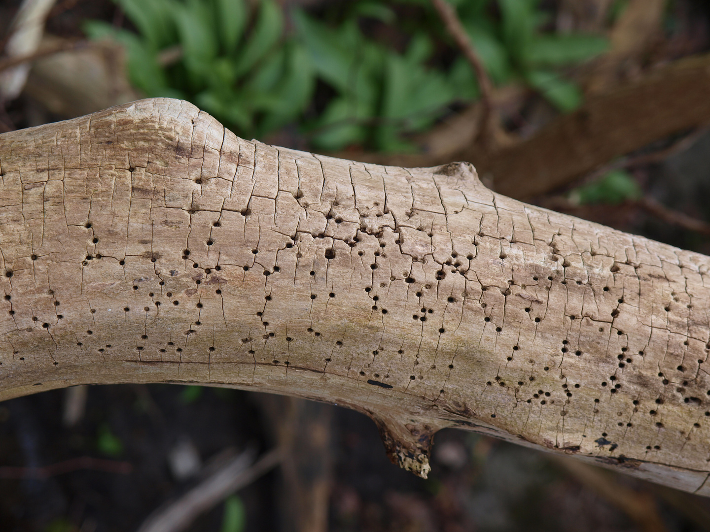 Holzwurm Mosaike