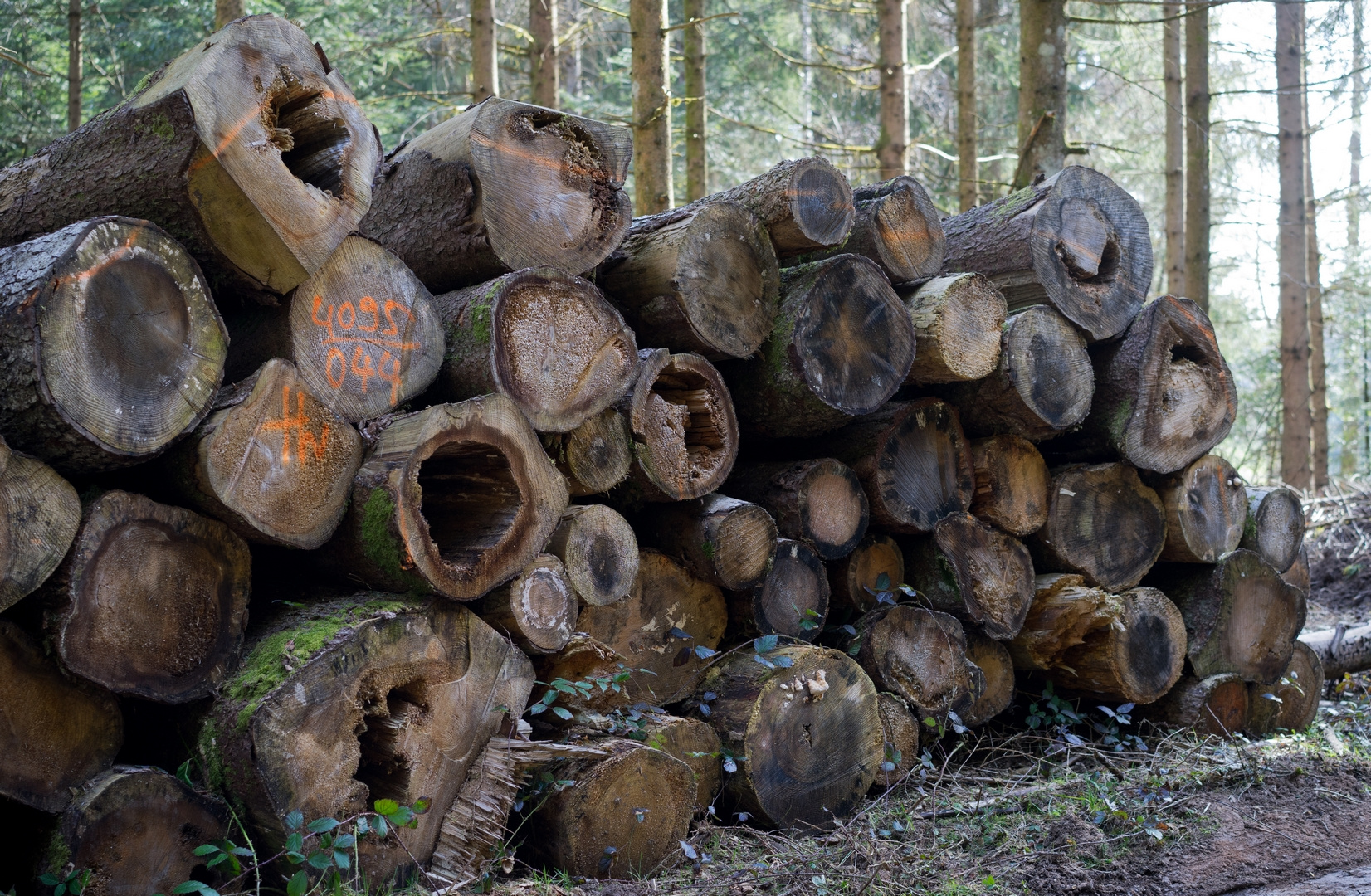 Holzwurm sei Wachsam