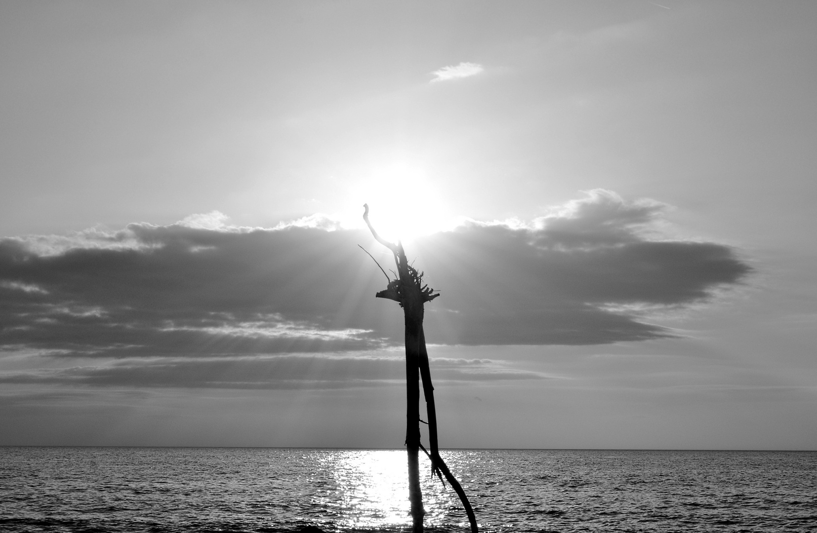 Holzwurzel im Licht 