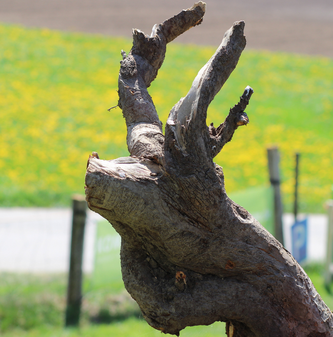 Holzwurzelhirsch