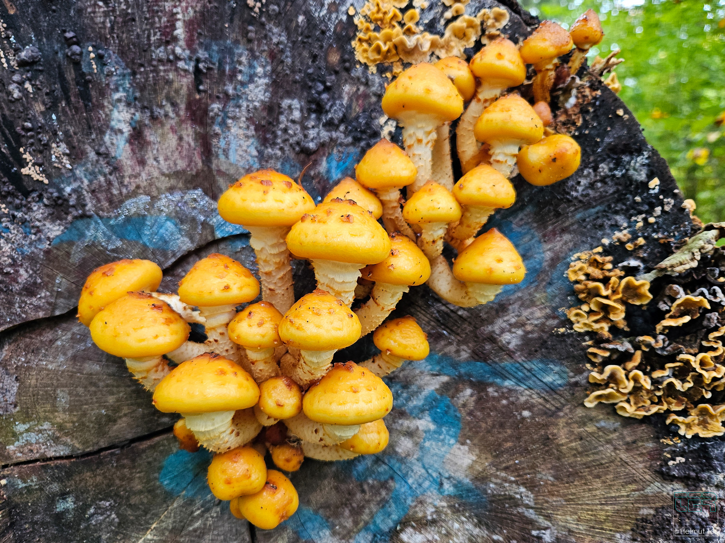 Holzzersetzer bei der Arbeit