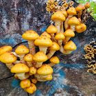 Holzzersetzer bei der Arbeit