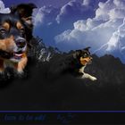 homage an meinen Seelenhund