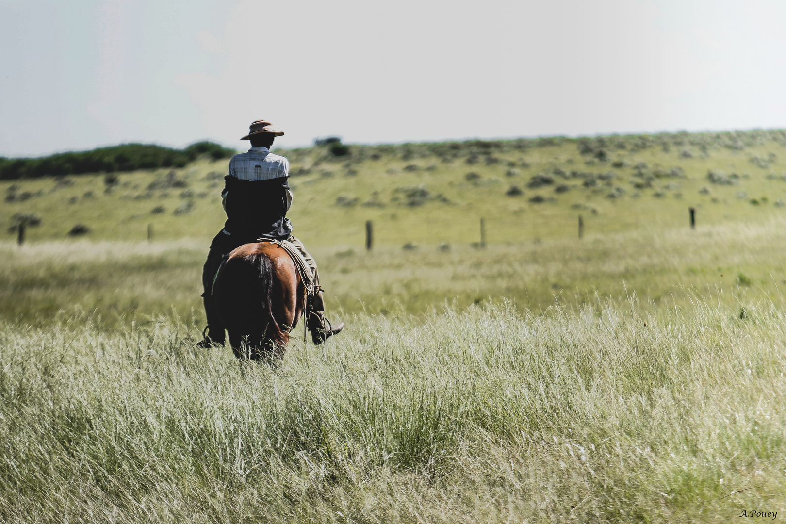 Homage to a gaucho