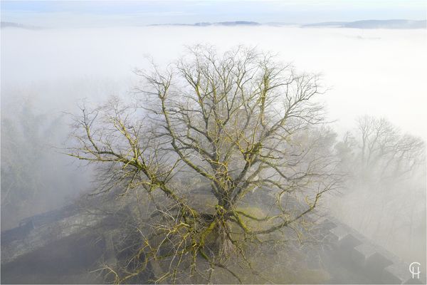 Homberg - Die alte Linde auf der Hohenburg