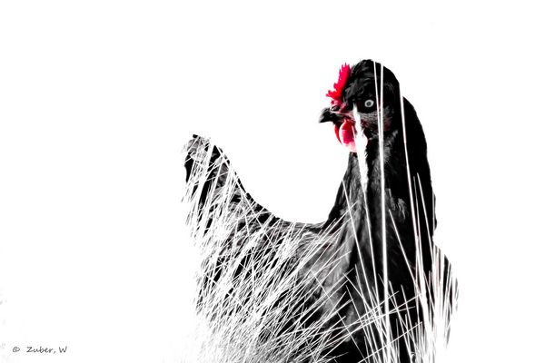 Hombre, den Durchblick hab ich!