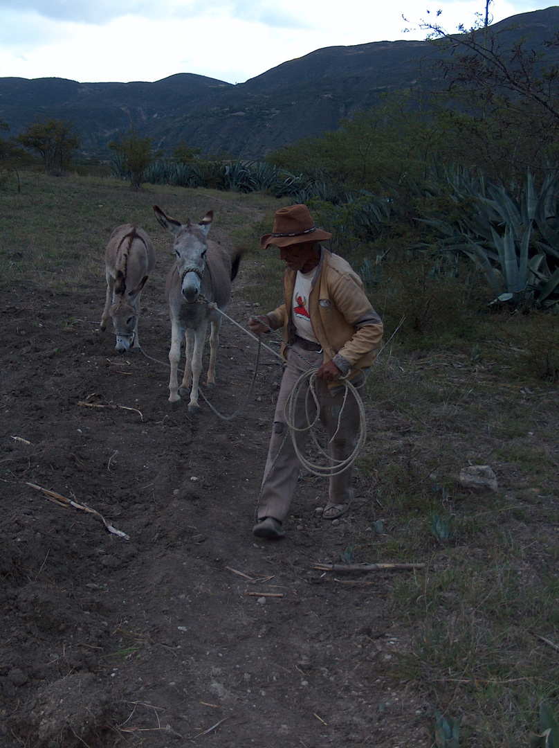 HOmbre jalando sus asnos