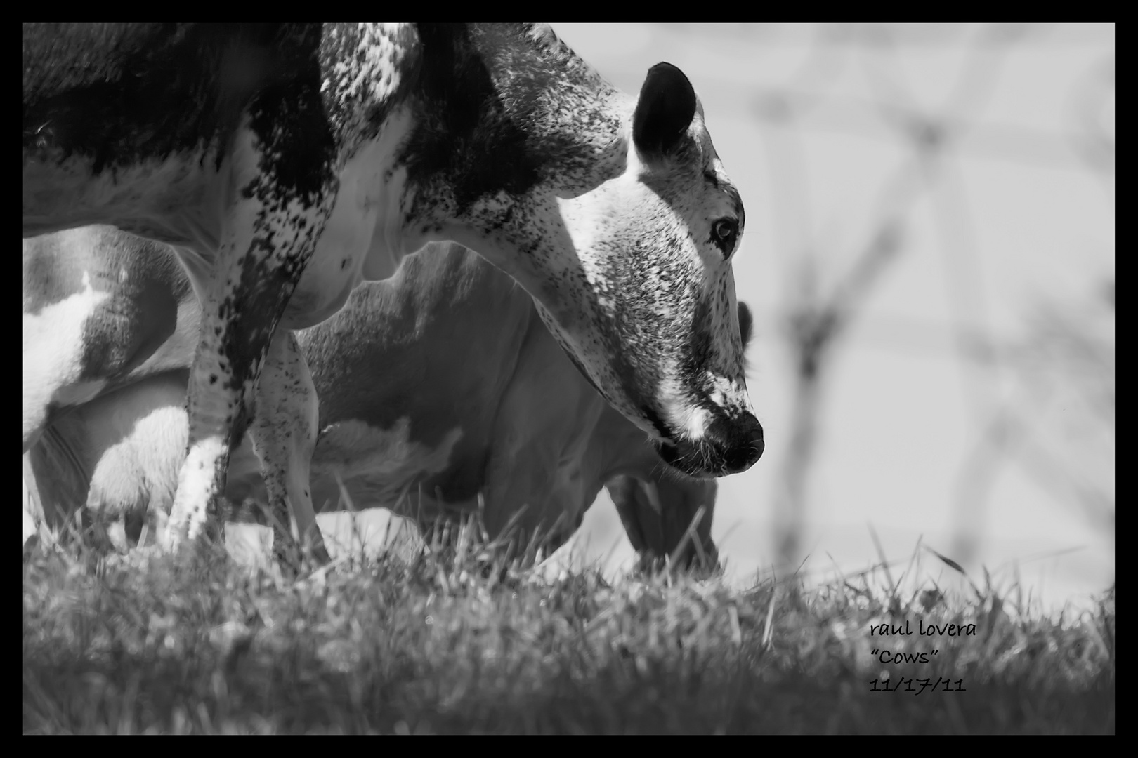 home cows