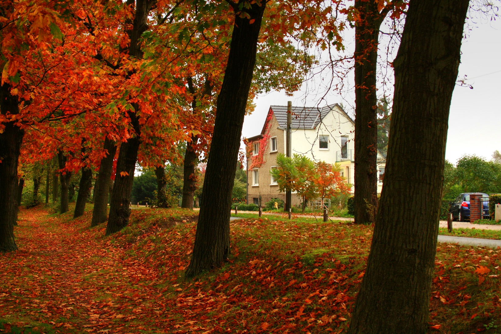 Home in the Woods