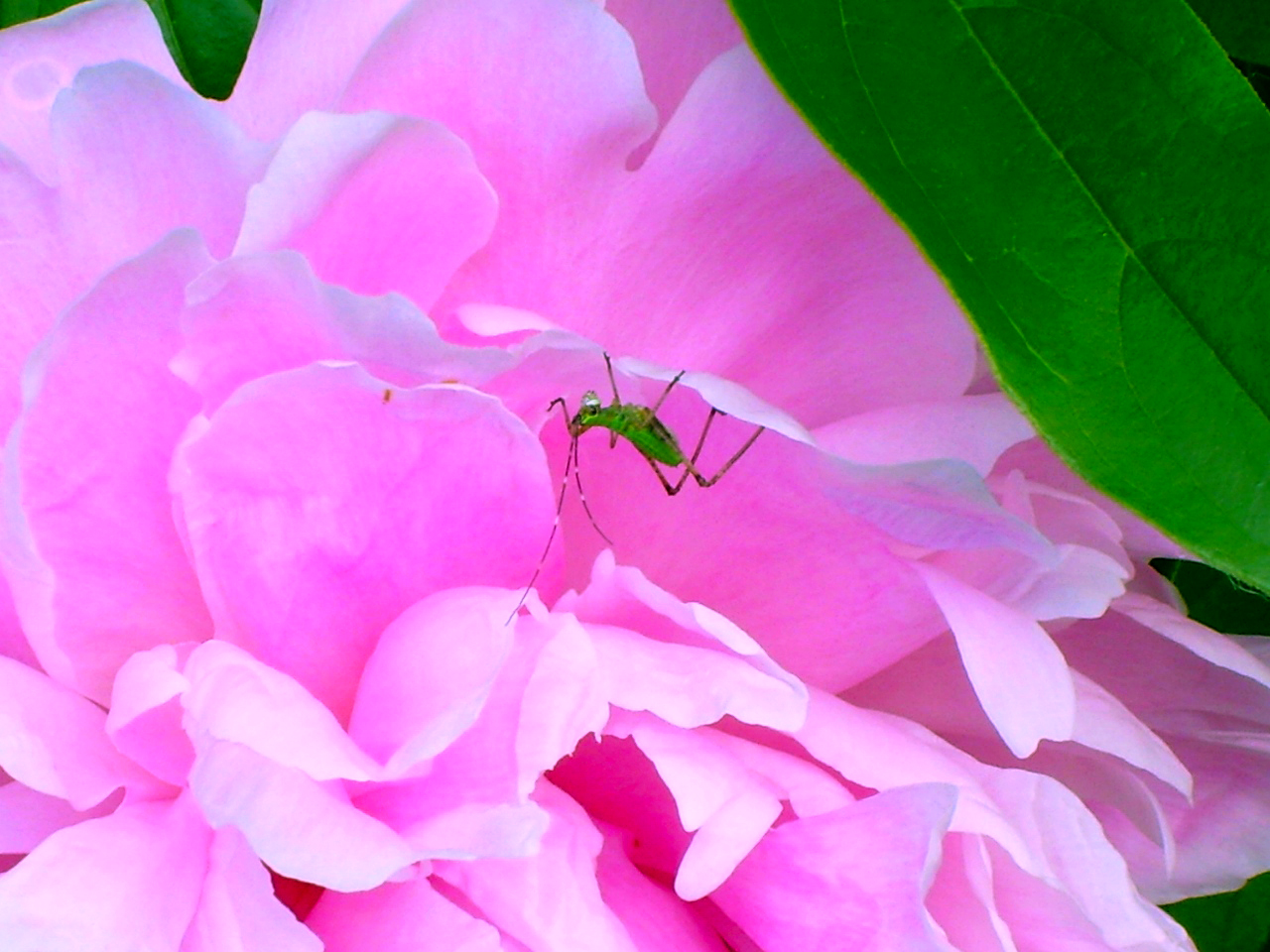 Home is Peony