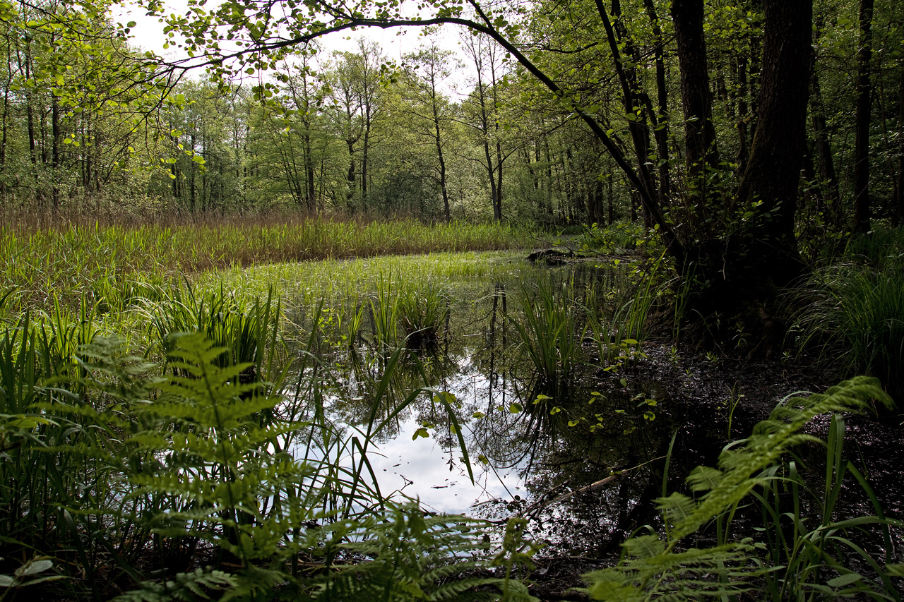 Home of Froschkönig