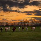 Home on the Range