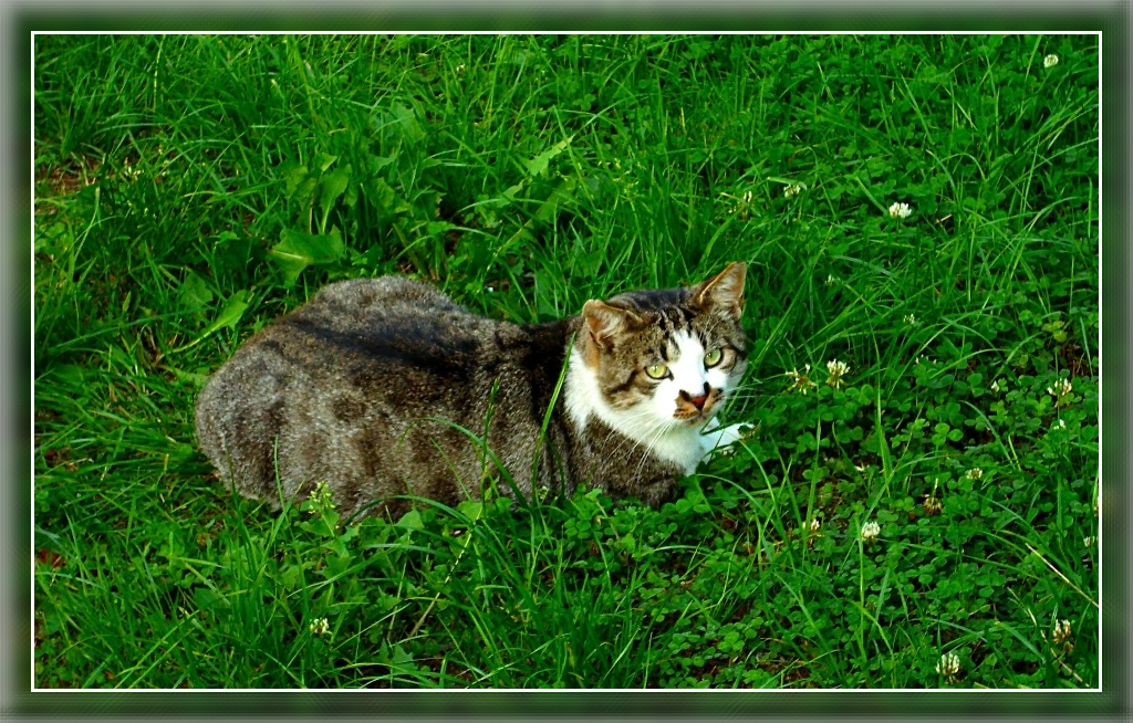 Homeless kitty enjoy summer time