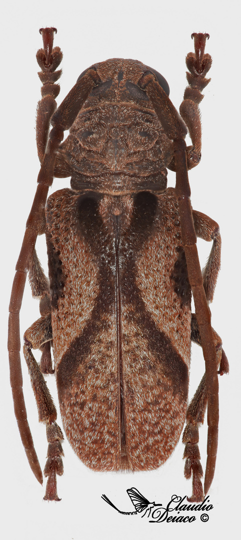 Homelix (Homelix) arcuata Chevrolat, 1855