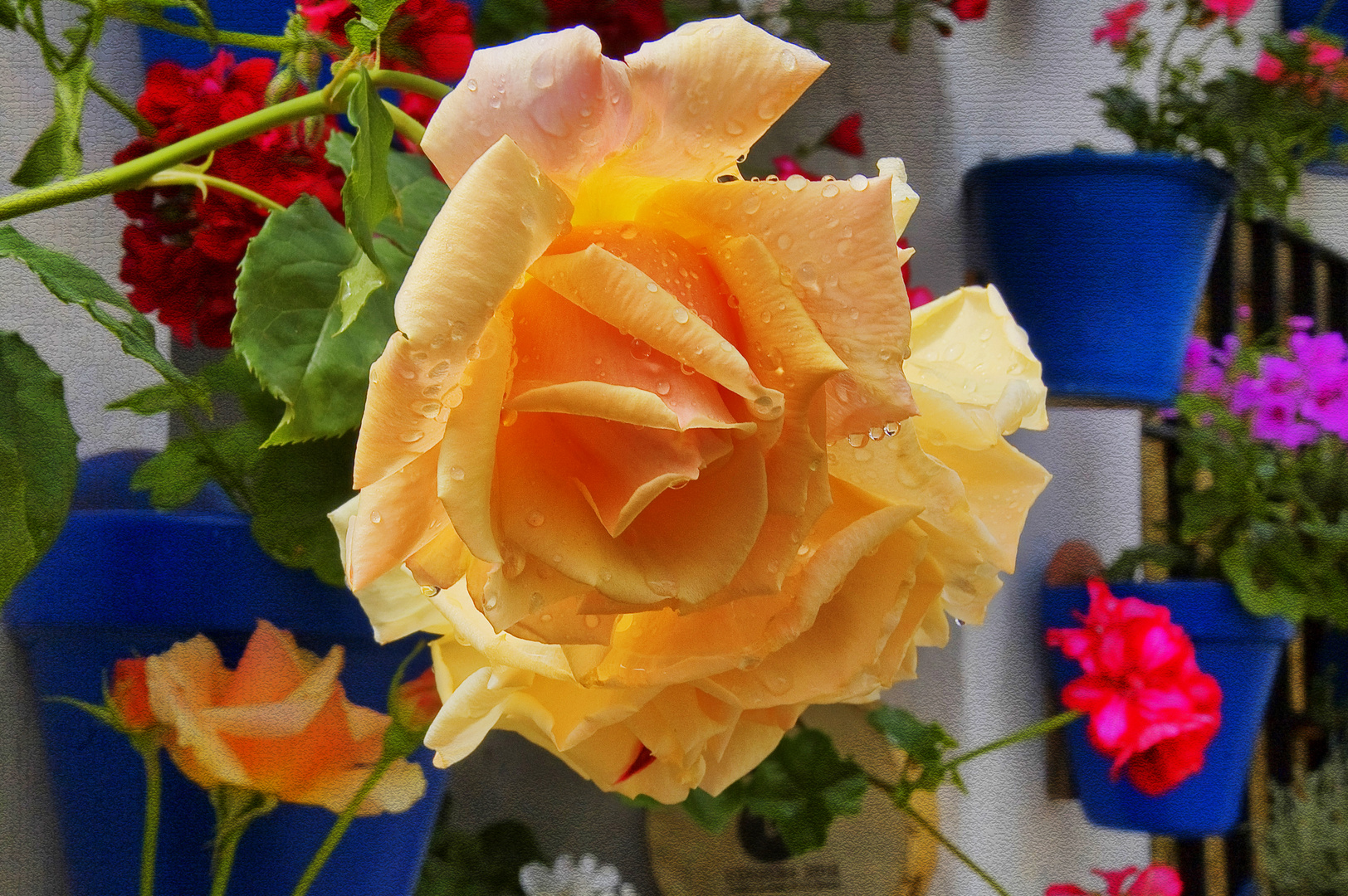 HOMENAJE A LAS FLORES DE LOS PATIOS DE CÓRDOBA.