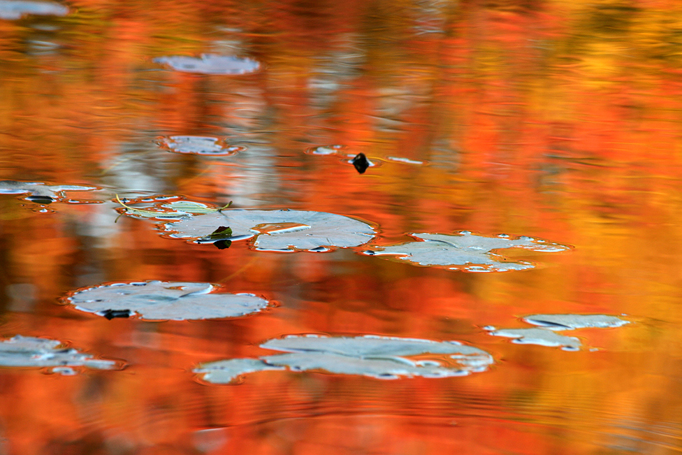 Hommage à Claude Monet