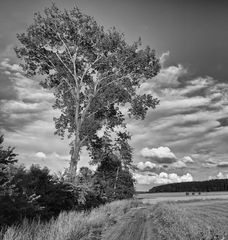 Hommage à John Constable X