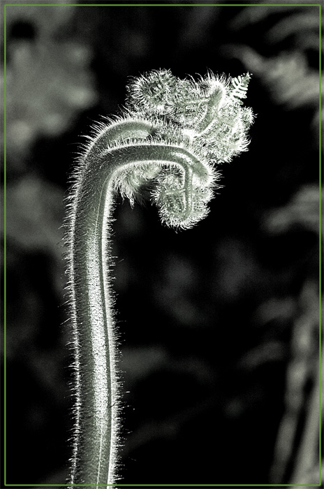 Hommage à Karl Blossfeldt #2 ungespiegelt