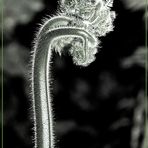 Hommage à Karl Blossfeldt #2 ungespiegelt