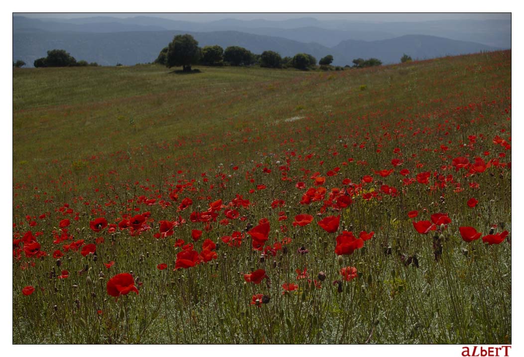 Hommage a Monet