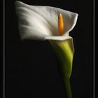 hommage a robert mapplethorpe