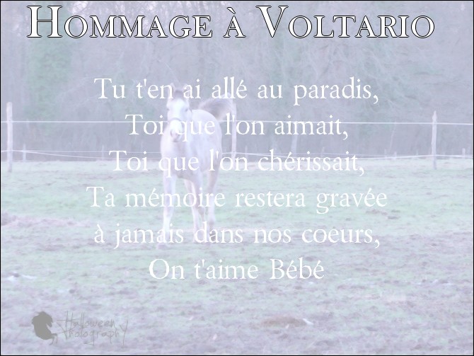 Hommage à Voltario