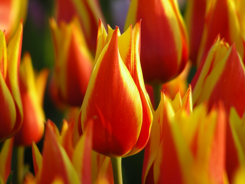 Hommage an den Frühling