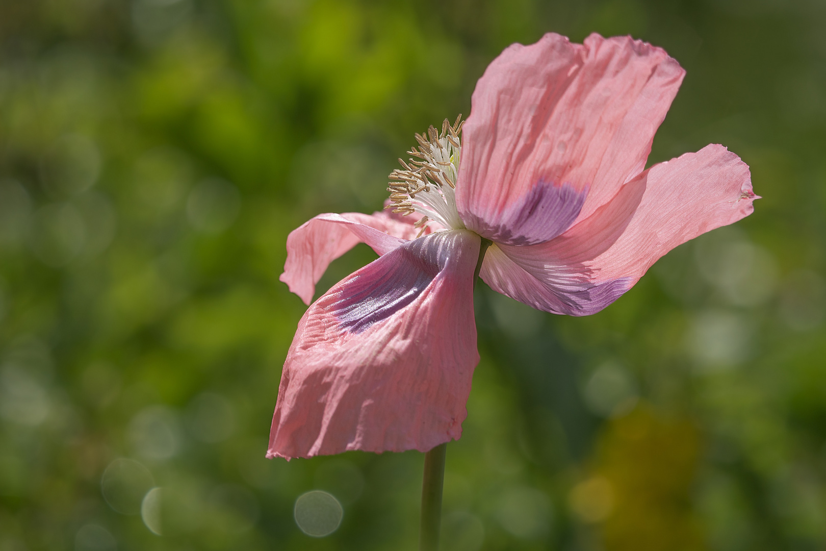 hommage an den Sommer ..