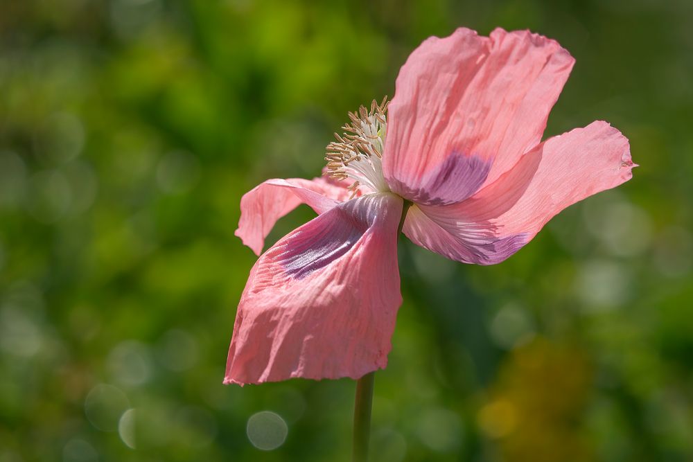 hommage an den Sommer ..