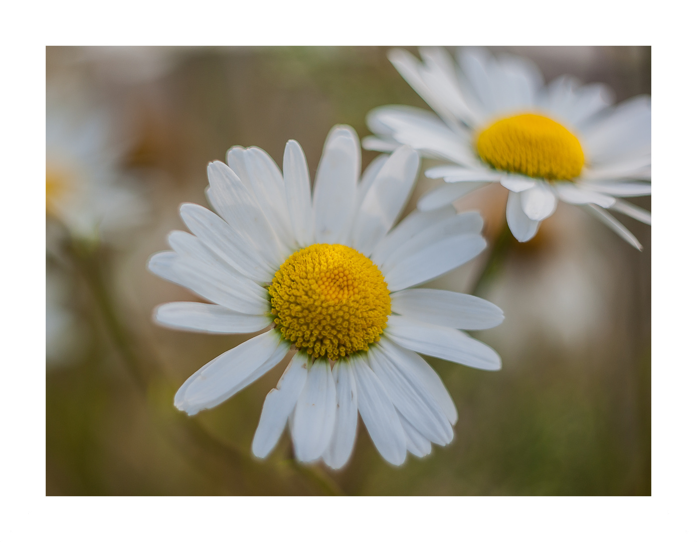 "Hommage an den Sommer"