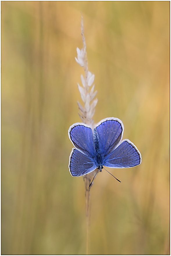 Hommage an den Sommer